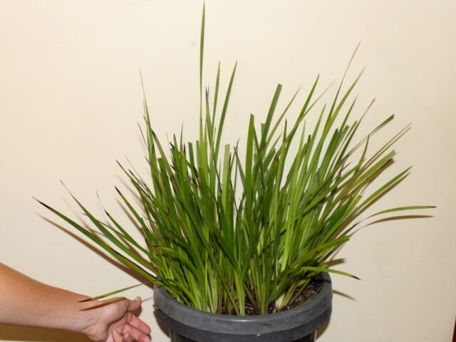 Cleaned up kangaroo paw