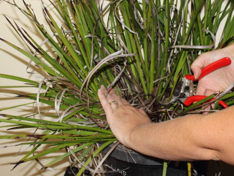 Renew Your Kangaroo Paw Gardening With Angus