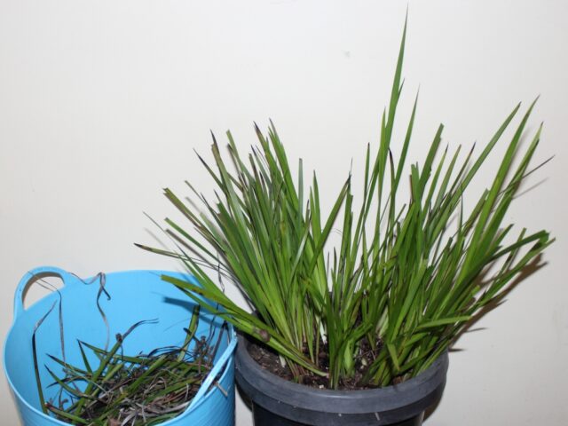 Pruned kangaroo paw