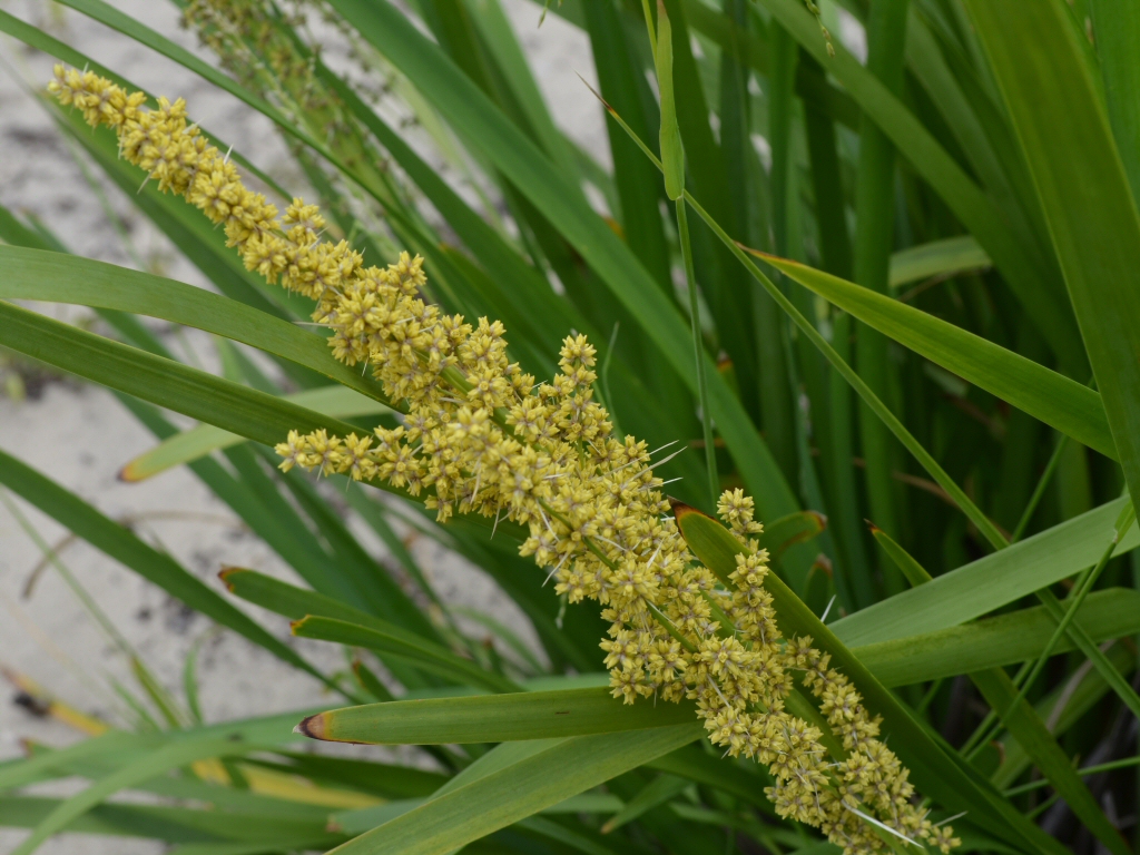Lomandra longifolia is edible and good for basket making