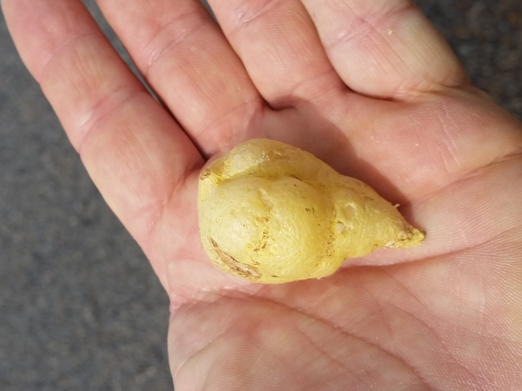 Platysace deflexa, youlk, an edible tuber from WA