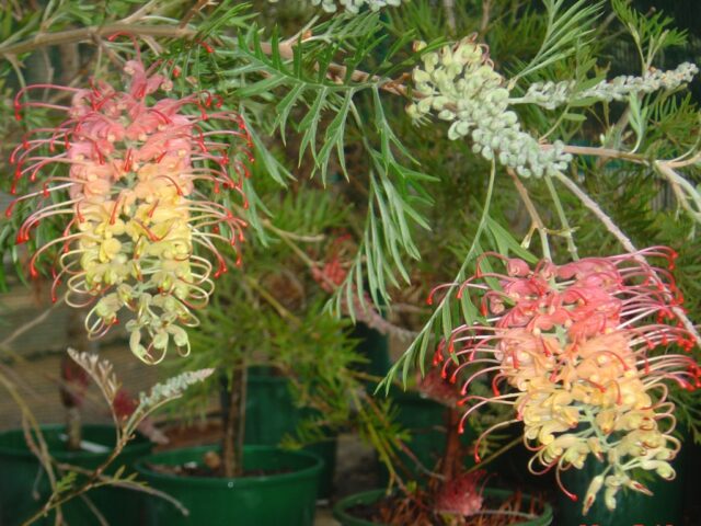 Grevillea 'Loopy Lou'