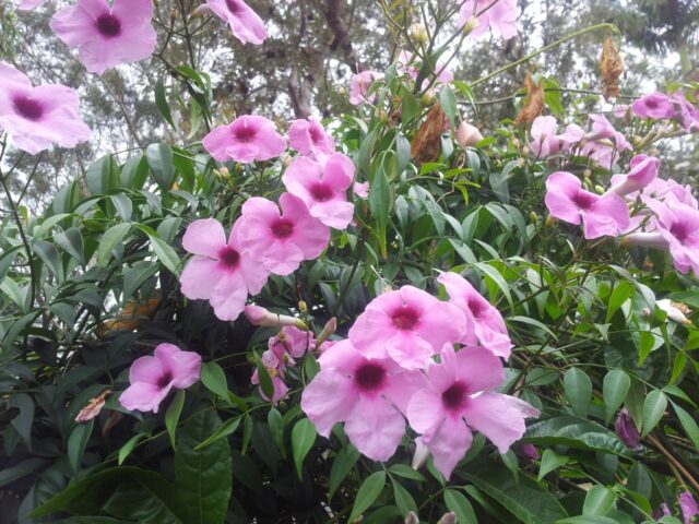 Pandorea jasminoides