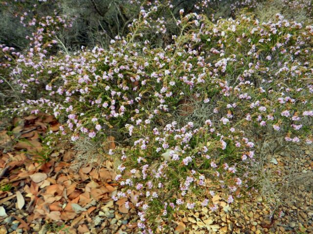 Thryptomene baeckeacea - myrtle