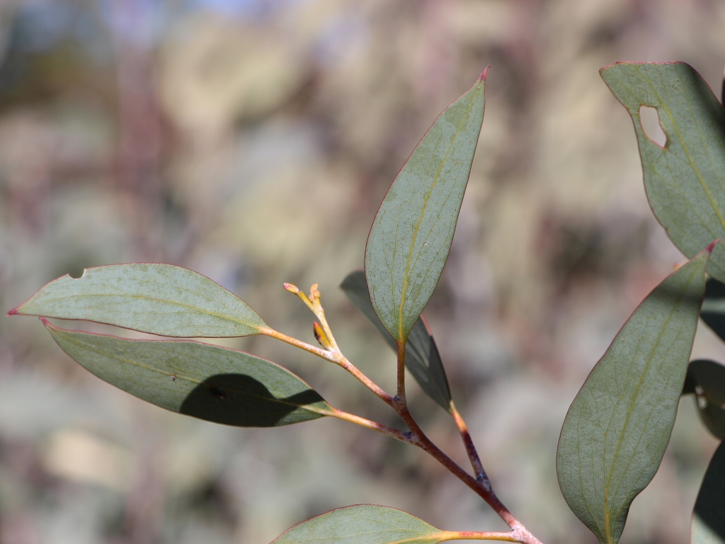 Eucalyptus pauciflora - Snow Gum