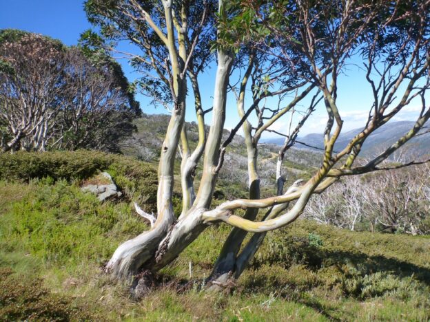 Eucalyptus Pauciflora Snow Gum Gardening With Angus