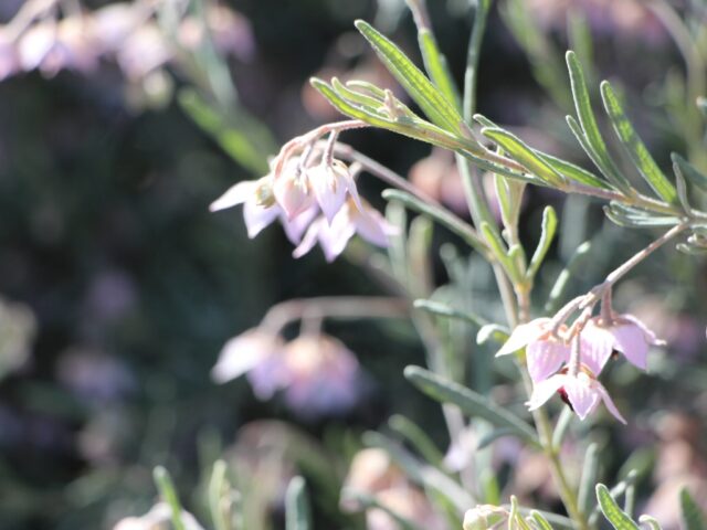 Guichenotia ledifolia