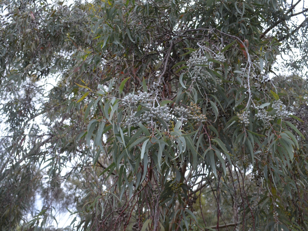 Eucalyptus campaspe - Silver Gimlet
