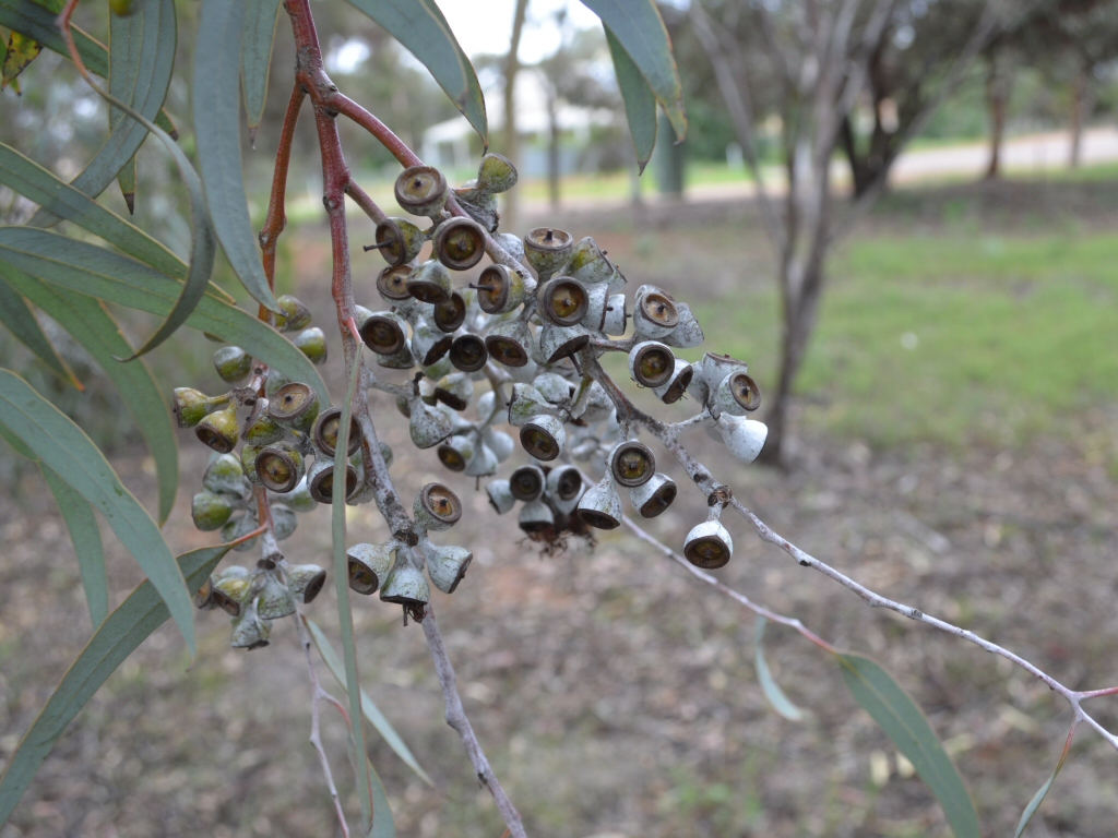 Eucalyptus campaspe - Silver Gimlet gum nuts