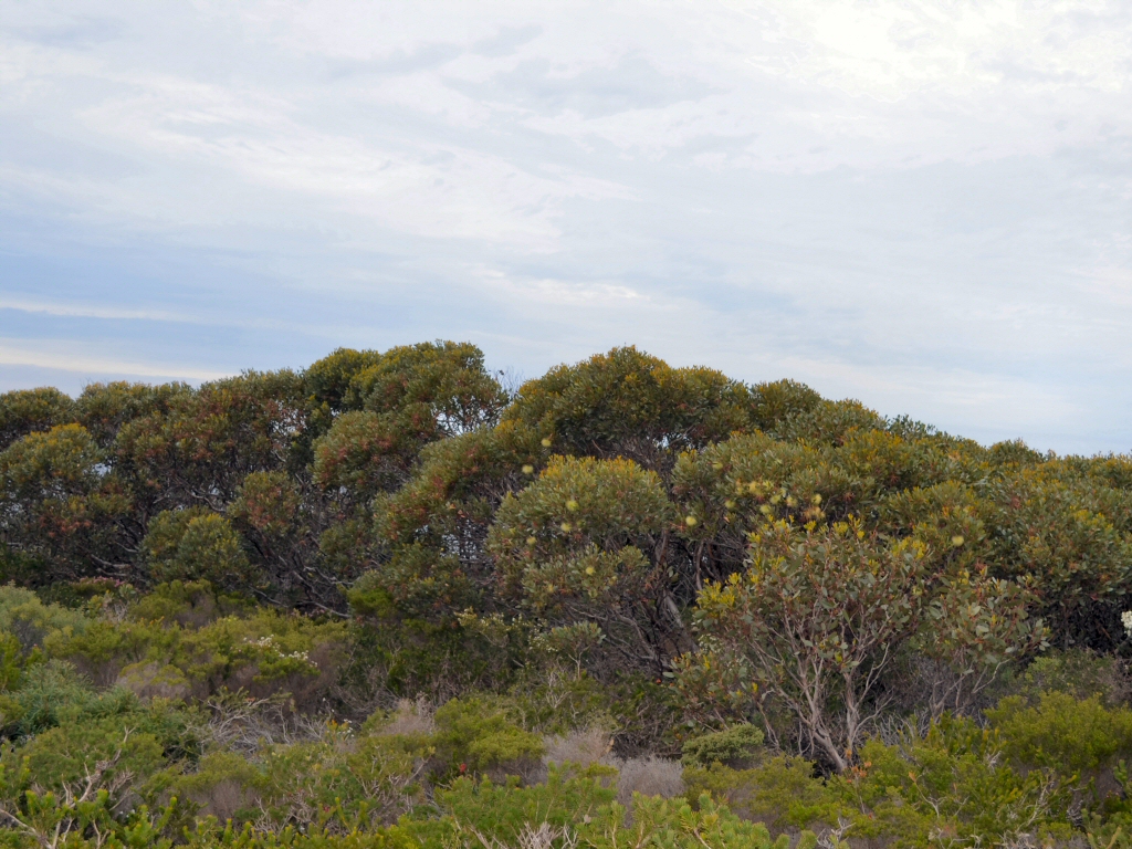 Eucalyptus lehmannii - Bushy Yate on the Western Australia coast