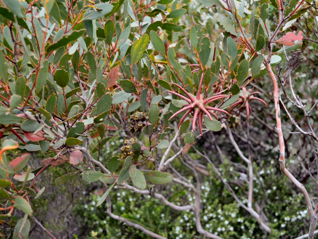 Eucalyptus lehmannii - Bushy Yate buds