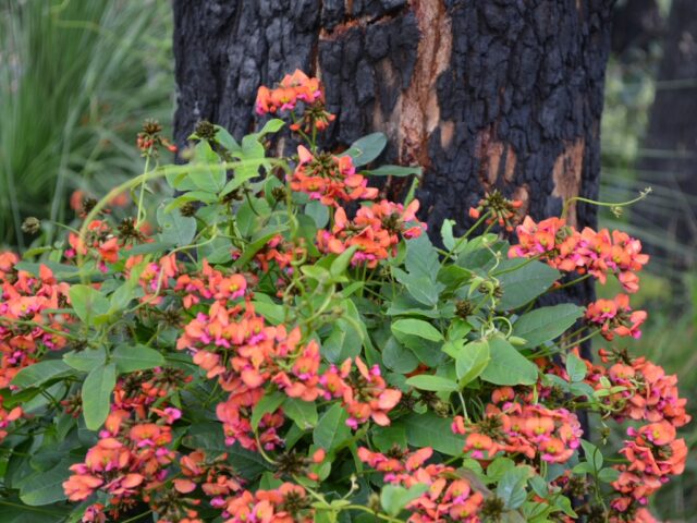 Kennedia coccinea - Coral Vine