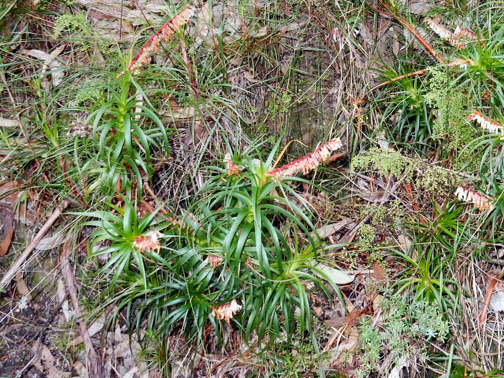 Dracophyllum secundum