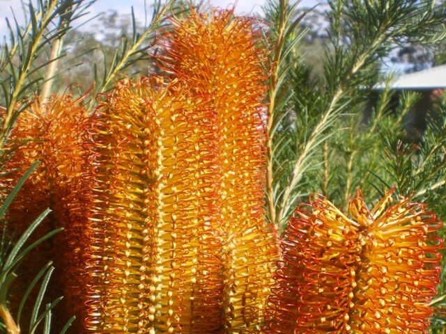 Banksia 'Bird Song'