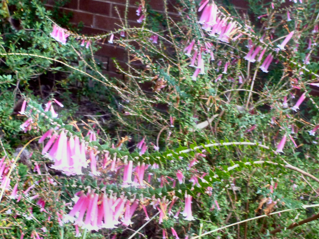 Epacris longiflora 'Nectar Pink'