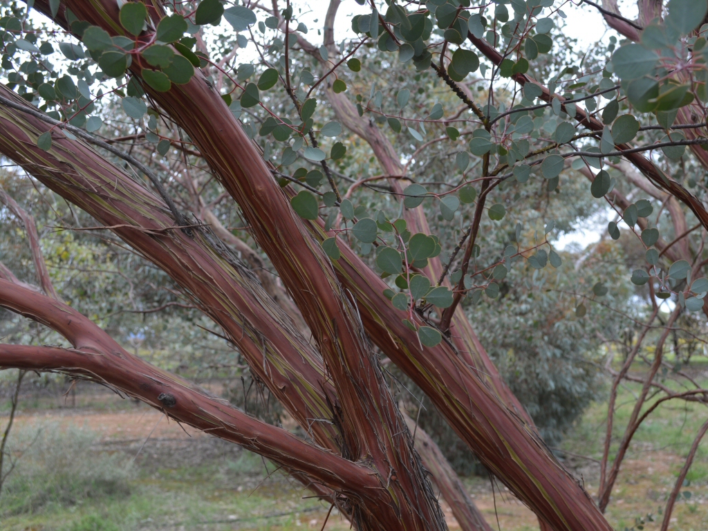 Eucalyptus websteriana - Websters Mallee