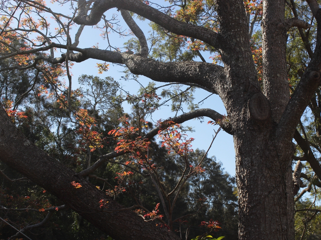 Toona ciliata - Red Cedar