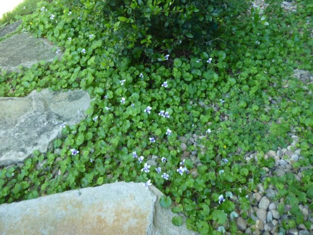 Viola hederacea – Native Violet | Gardening With Angus