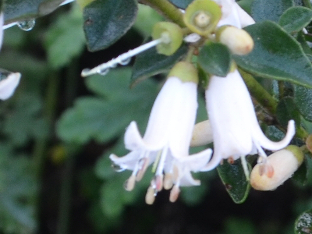 Correa 'Snowbelle'