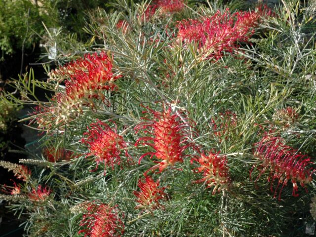 Grevillea ‘RSL Spirit Of Anzac’ | Gardening With Angus