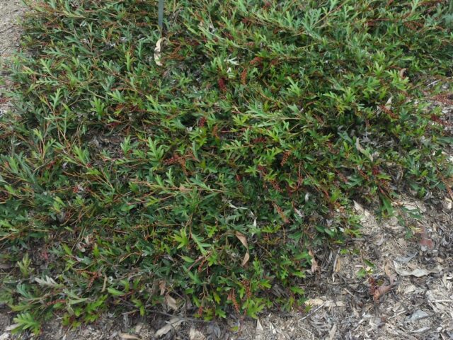 Grevillea 'Aussie Crawl' is a good groundcover plant