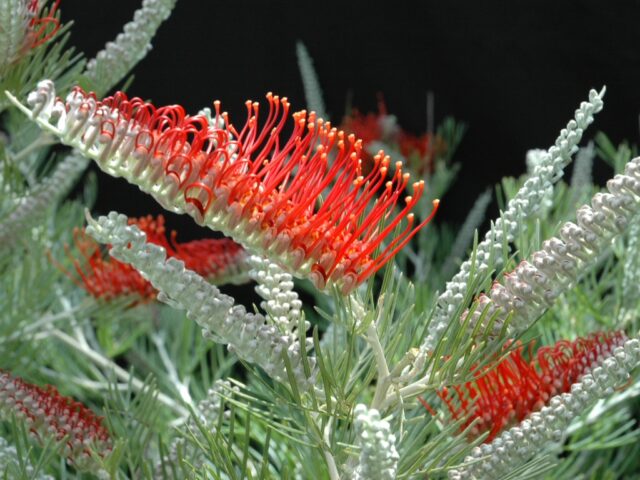 Grevillea 'Scarlet Moon'