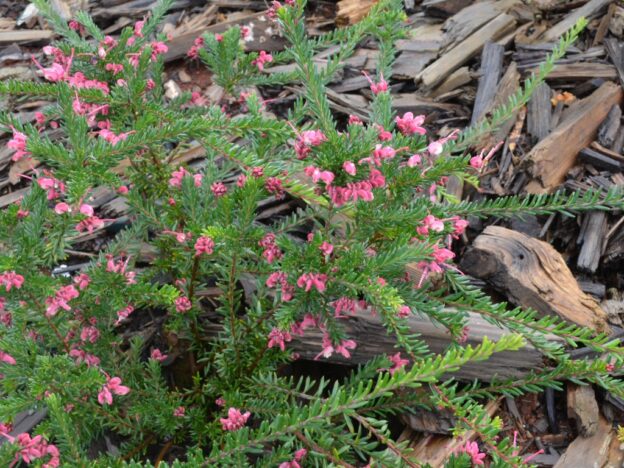 Grevillea lanigera ‘Celia’ | Gardening With Angus