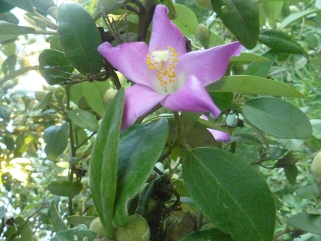 Lagunaria patersonia - Norfolk Island Hibiscus