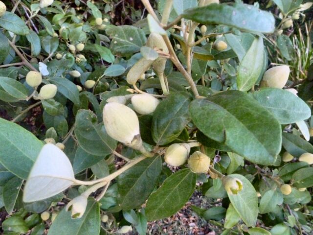 Lagunaria patersonia - Norfolk Island Hibiscus seed capsules