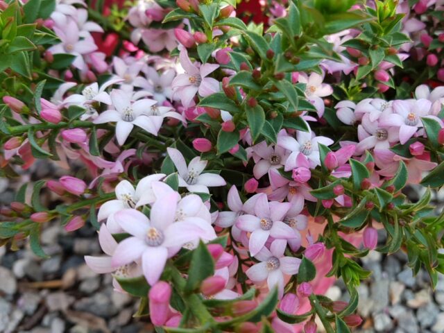 Philotheca buxifolia 'Cascade Of Stars' - waxflower
