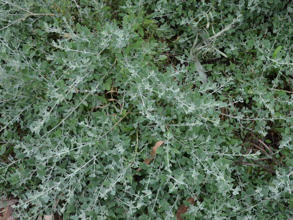 Rhagodia spinescens - Saltbush is a drought tolerant habitat plant