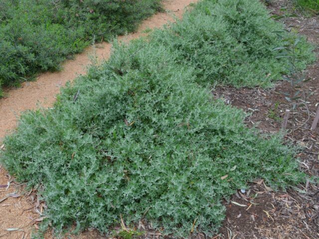 Rhagodia spinescens – Spiny Saltbush | Gardening With Angus