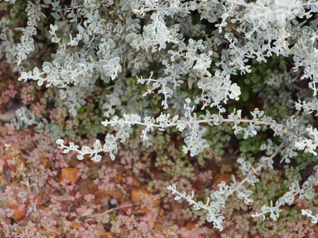 Rhagodia spinescens - spiny saltbush