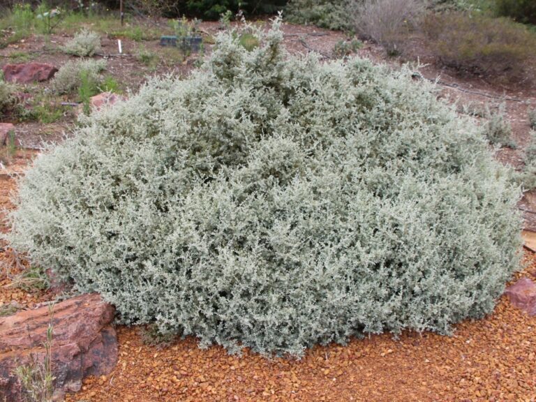 Rhagodia spinescens – Spiny Saltbush | Gardening With Angus