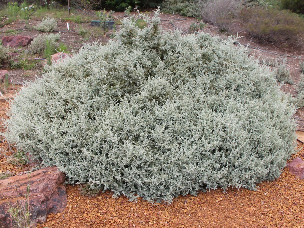 Rhagodia spinescens - spiny saltbush is tolerant of saline soil, drought and is fire retardant