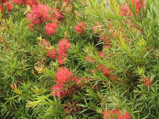 Callistemon viminalis ‘Wildfire’ – Bottlebrush | Gardening With Angus