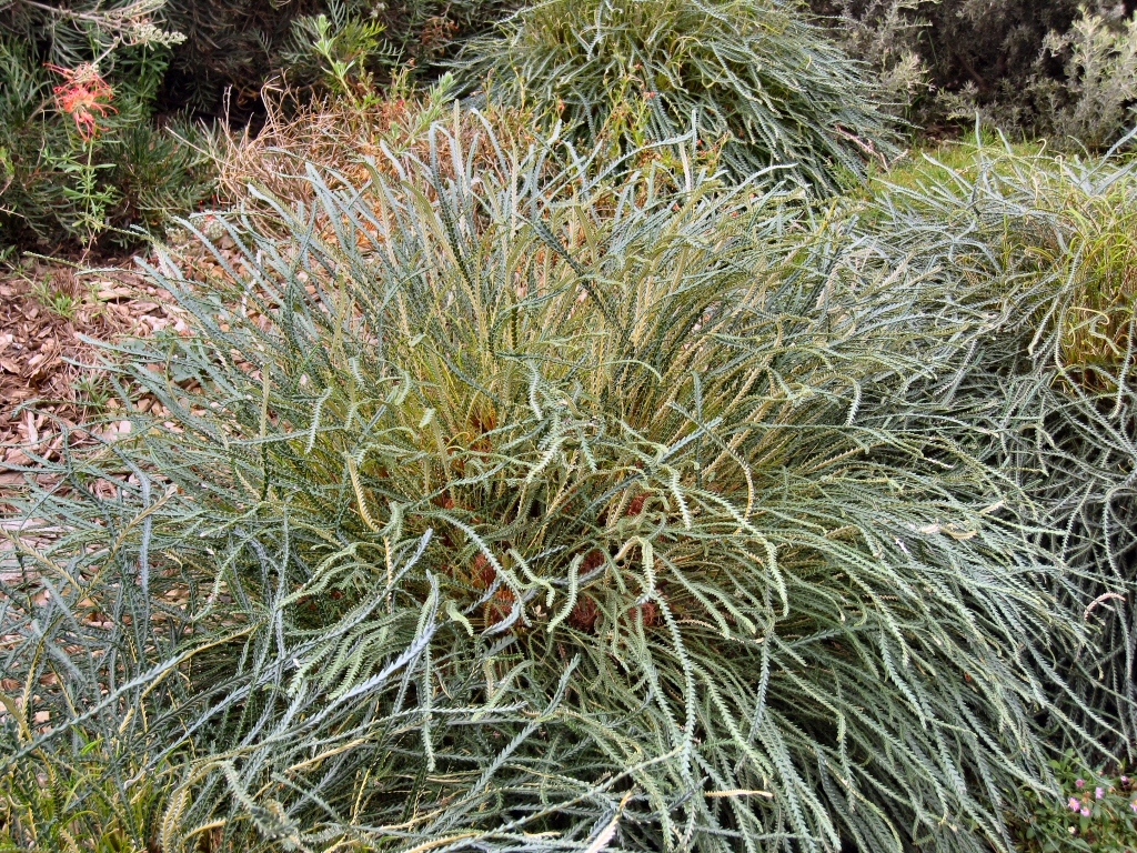 Banksia nivea - Honeypot Dryandra