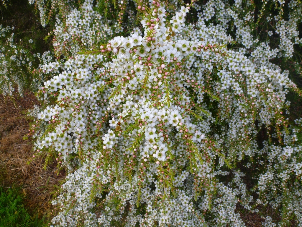 Leptospermum flavescens 'Cardwell'