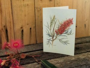 Australian wildflower card of Red Silky Oak
