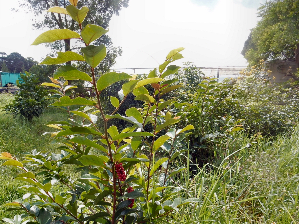 Antidesma erostre - Wild Currant is a good bush tucker plant