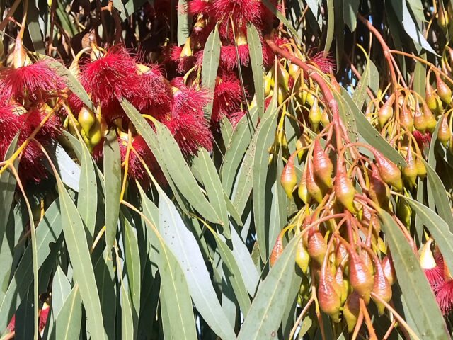 Eucalyptus leucoxylon 'Euky Dwarf'