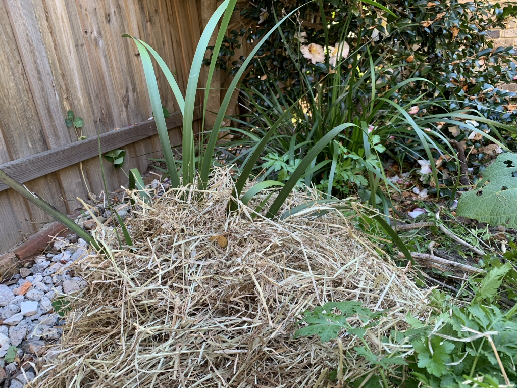 Newsletter #48- May 2019 – Mad About Dirt, Kangaroo Paw Tips For Winter