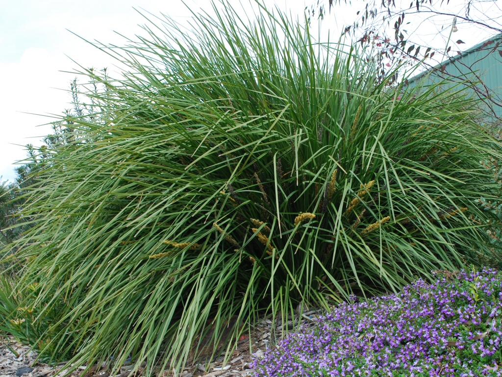 Lomandra longifolia 'Fine N Dandy' is a really hardy Australian native plant