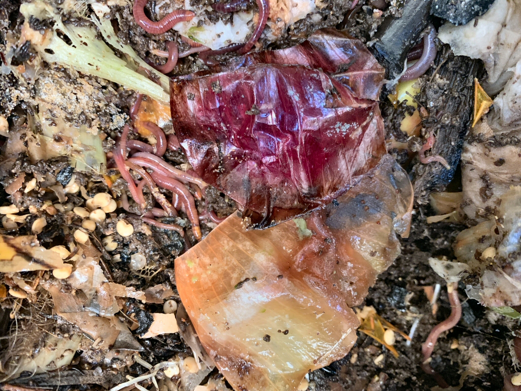 Newsletter #49 – June/July 2019 – The Worm Lab Onion Experiment, Bush Foods