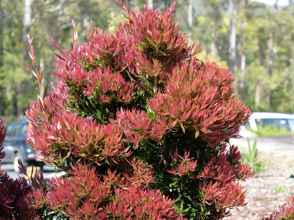 Callistemon hybrid 'Baby Glow' is a great naturally small compact bottlebrush