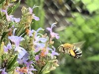 blue banded bee buzz pollinating rosemary