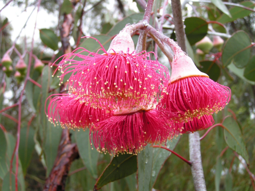 Eucalyptus caesia ssp magna 'Silver Princess'