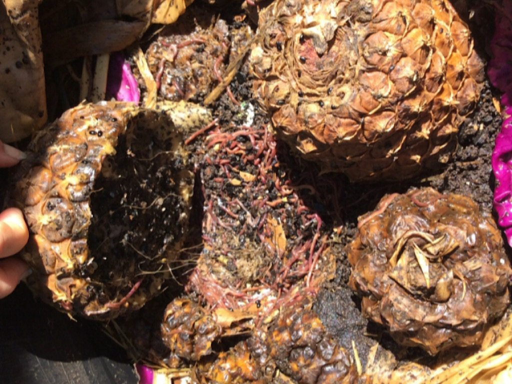 Myth Busting Worm Food – Pineapple