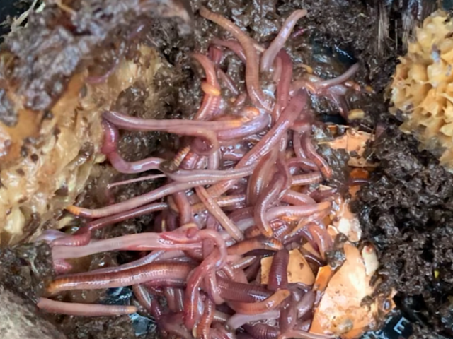 worms in pineapple