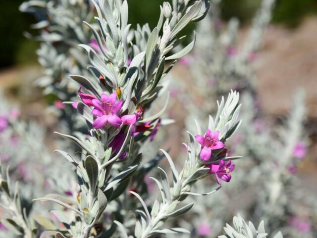 Eremophila hybrid' Pink-pantha' - photo by Russell-Wait
